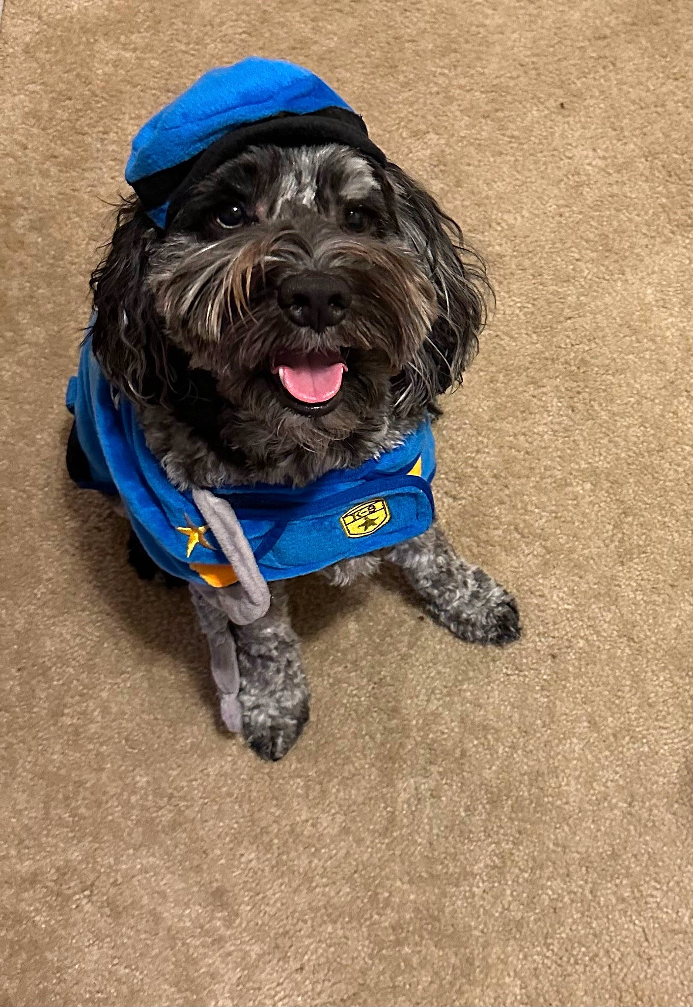 Archie is registered to the contest to win money with this photo: canidae, carnivore, collar, companion_dog, dog, dog_breed, dog_clothes, dog_collar, dog_supply, electric_blue, fur, liver, personal_protective_equipment, small_terrier, snout, sporting_group, terrier, toy_dog, water_dog, working_animal