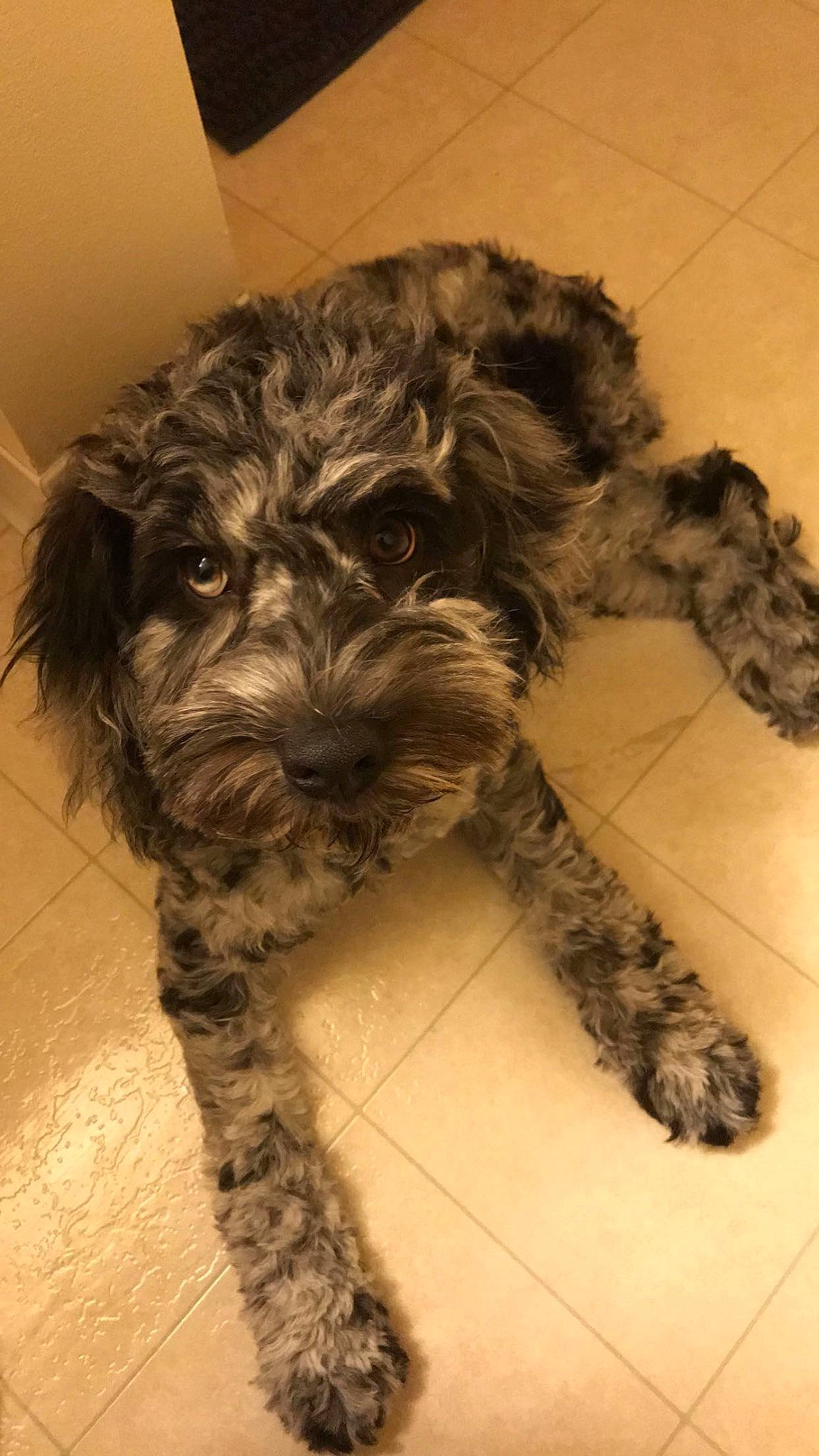 Archie is registered to the contest to win money with this photo: canidae, carnivore, companion_dog, dog, dog_breed, fur, liver, maltepoo, non_sporting_group, paw, schnauzer, small_terrier, snout, sporting_group, tail, terrier, toy_dog, water_dog, working_animal