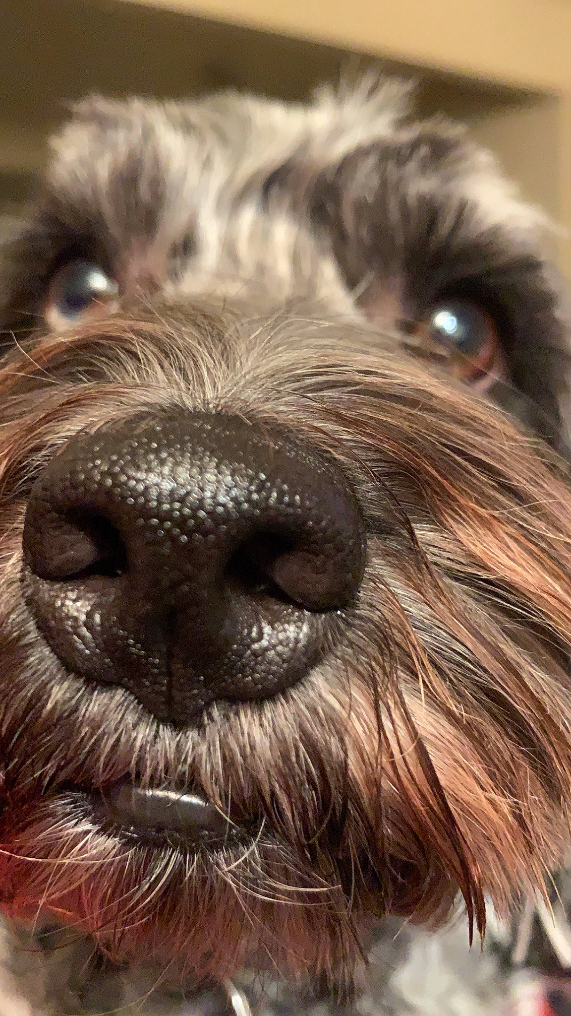 Archie is registered to the contest to win money with this photo: canidae, carnivore, catalan_sheepdog, close_up, companion_dog, dog, dog_breed, fur, liver, puppy, schnauzer, small_terrier, snout, sporting_group, terrier, toy_dog, vertebrate, water_dog, working_animal