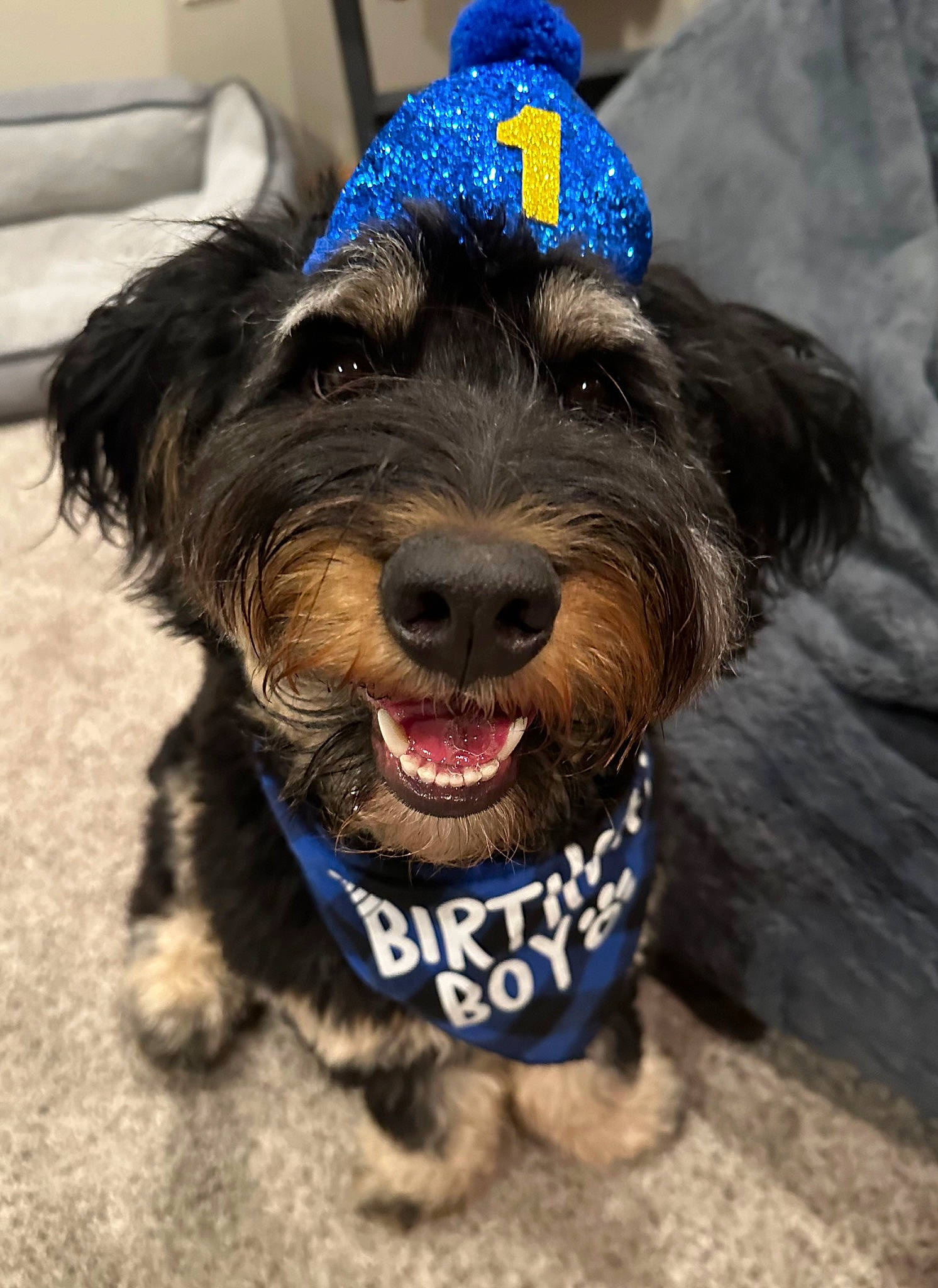 Ollie is registered to the contest to win money with this photo: blue, canidae, carnivore, collar, companion_dog, dog, dog_breed, dog_clothes, dog_collar, dog_supply, leash, liver, party_hat, small_terrier, snout, sporting_group, terrier, toy_dog, water_dog, working_animal