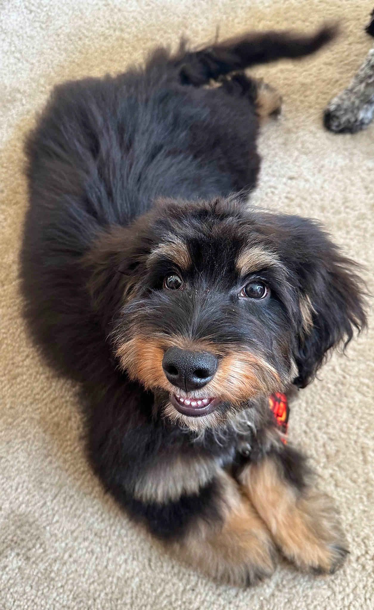 Ollie is registered to the contest to win money with this photo: canidae, carnivore, companion_dog, dog, dog_breed, fur, liver, paw, puppy, small_terrier, snout, sporting_group, street_dog, terrestrial_animal, terrier, toy_dog, whiskers, working_animal, working_dog, yorkipoo