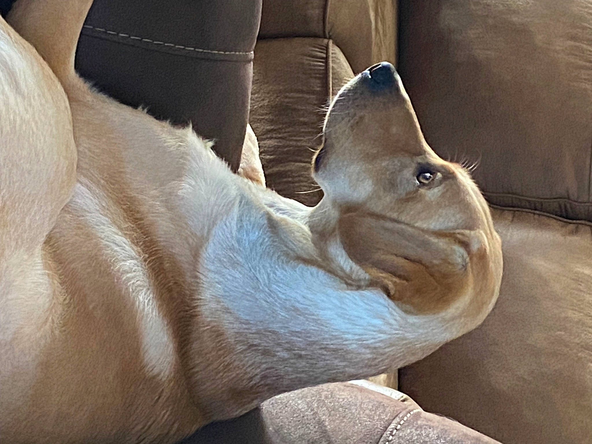 Tanner joined the competition — help win amazing prizes! black_rhinoceros, comfort, elephants_and_mammoths, fawn, foot, human_leg, indian_rhinoceros, rhinoceros, sculpture, snout, sumatran_rhinoceros, terrestrial_animal, white_rhinoceros, wildlife, wood, working_animal, wrinkle