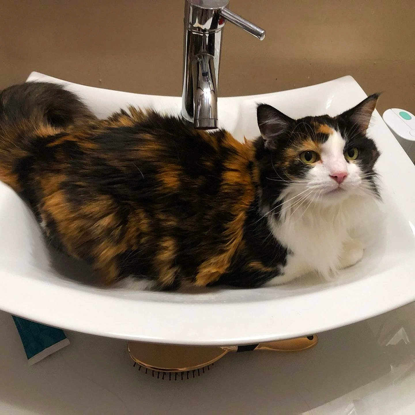 Trixie joined the competition — help win amazing prizes! animal, basin, brush, cat, device, hardwood, pet, sink, sinkfaucet, stainedwood, tap, tool, toothbrush, wood