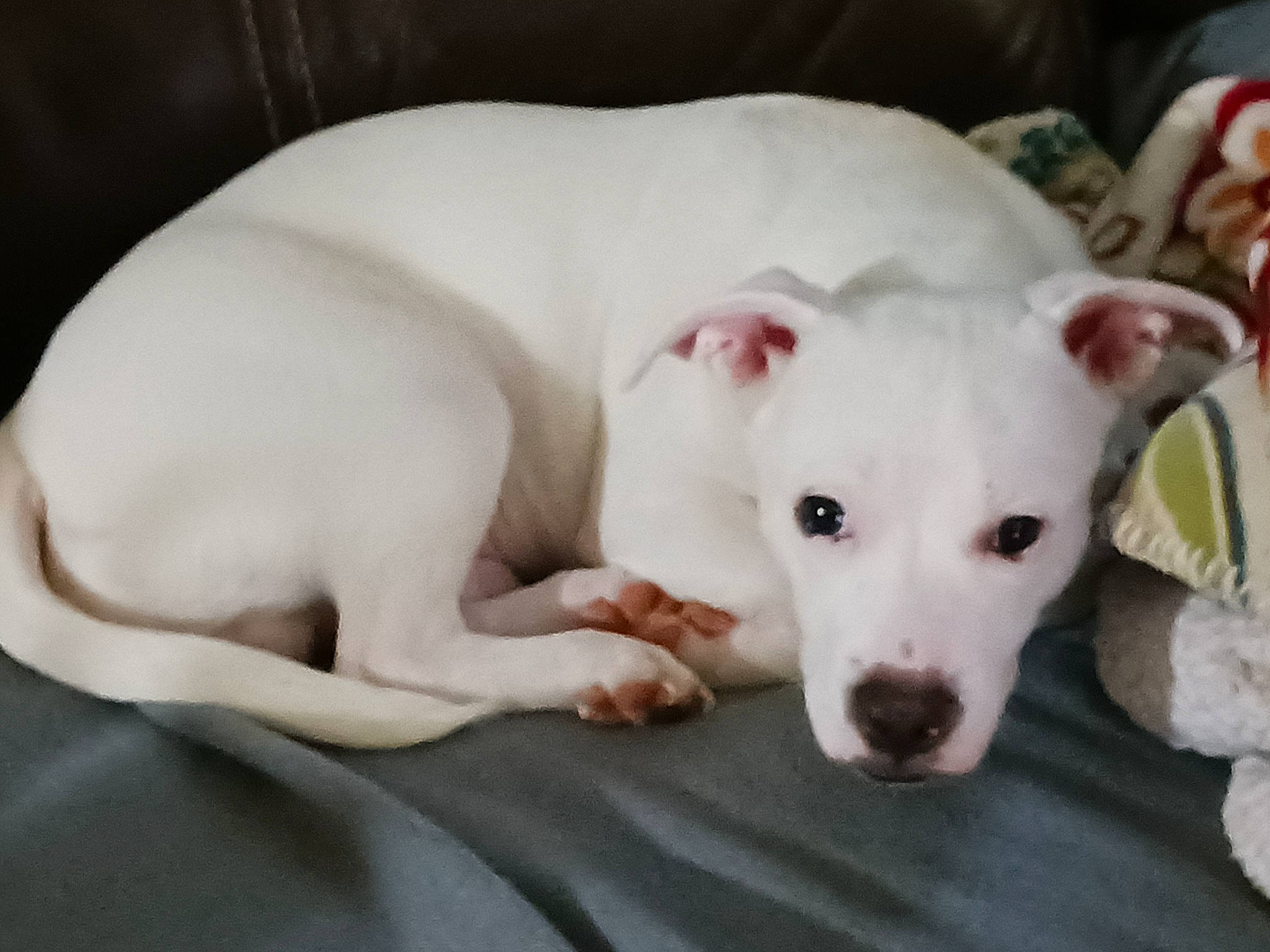 Cameron joined the competition — help win amazing prizes! bull_terrier, canidae, carnivore, collar, comfort, companion_dog, dog, dog_breed, dogo_argentino, fawn, non_sporting_group, old_english_terrier, paw, puppy, sporting_group, terrestrial_animal, whiskers, working_animal