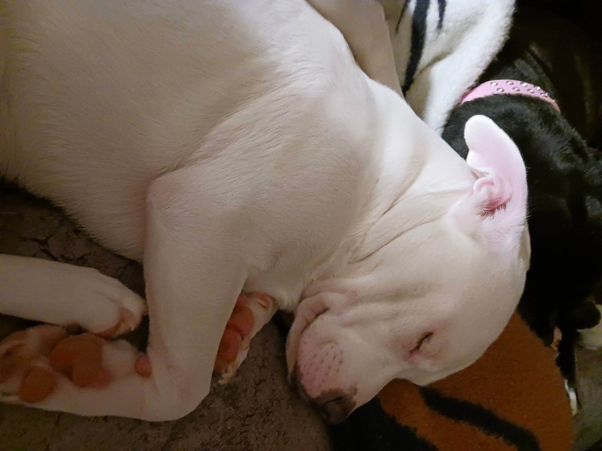 Cameron is registered to the contest to win money with this photo: carnivore, comfort, companion_dog, dog, dog_breed, fawn, flesh, foot, fur, gesture, human_leg, leg, nail, snout, sporting_group, tail, terrestrial_animal, whiskers, working_animal, wrinkle