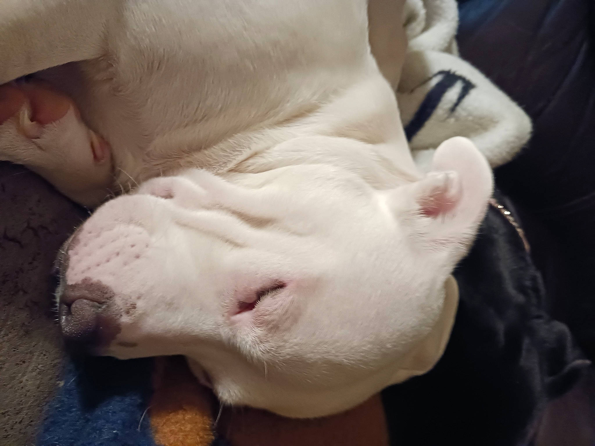 Cameron is registered to the contest to win money with this photo: bull_terrier, carnivore, comfort, companion_dog, dog, dog_breed, ear, fawn, flesh, foot, fur, jaw, nail, snout, sporting_group, tail, terrestrial_animal, whiskers, working_animal, wrinkle