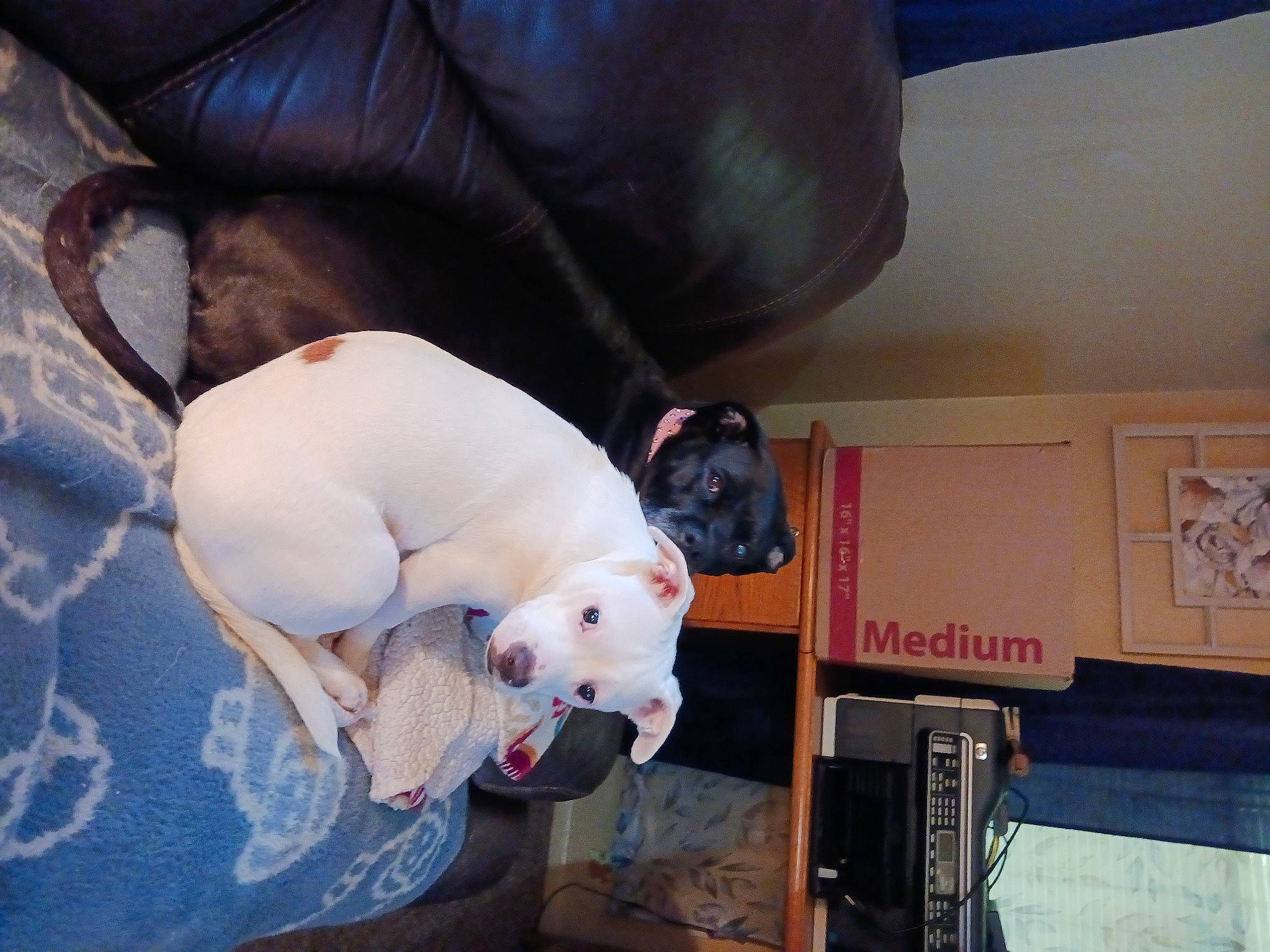 Cameron joined the competition — help win amazing prizes! ball, canidae, carnivore, comfort, companion_dog, couch, dog, dog_breed, fawn, football, fur, human_leg, plush, room, snout, sporting_group, stuffed_toy, tail, toy, working_animal