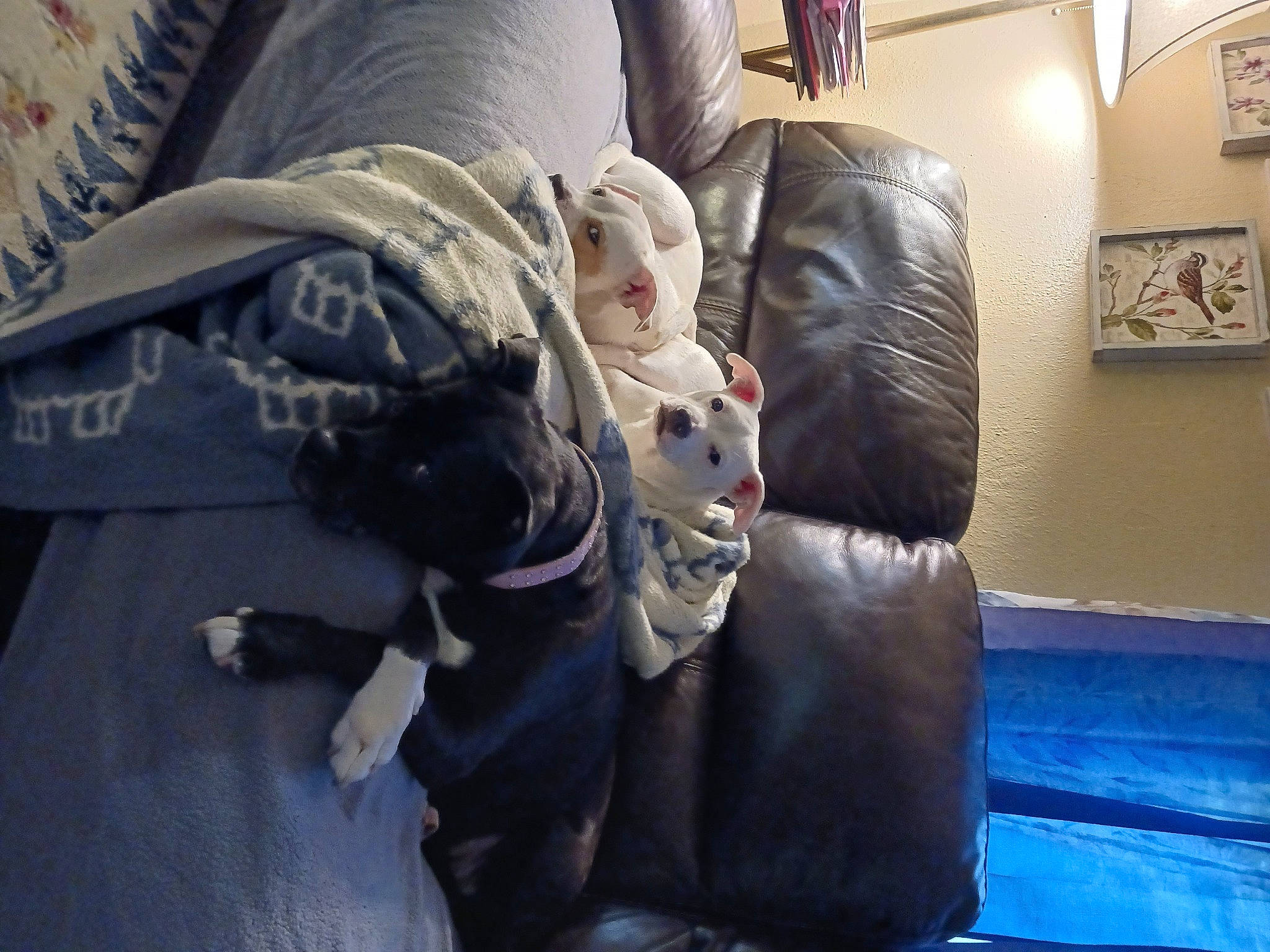 Ghee joined the competition — help win amazing prizes! bag, carnivore, comfort, companion_dog, felidae, flooring, fun, fur, grey, guard_dog, human_leg, linens, luggage_and_bags, picture_frame, room, sitting, stuffed_toy, toy, visual_arts, whiskers