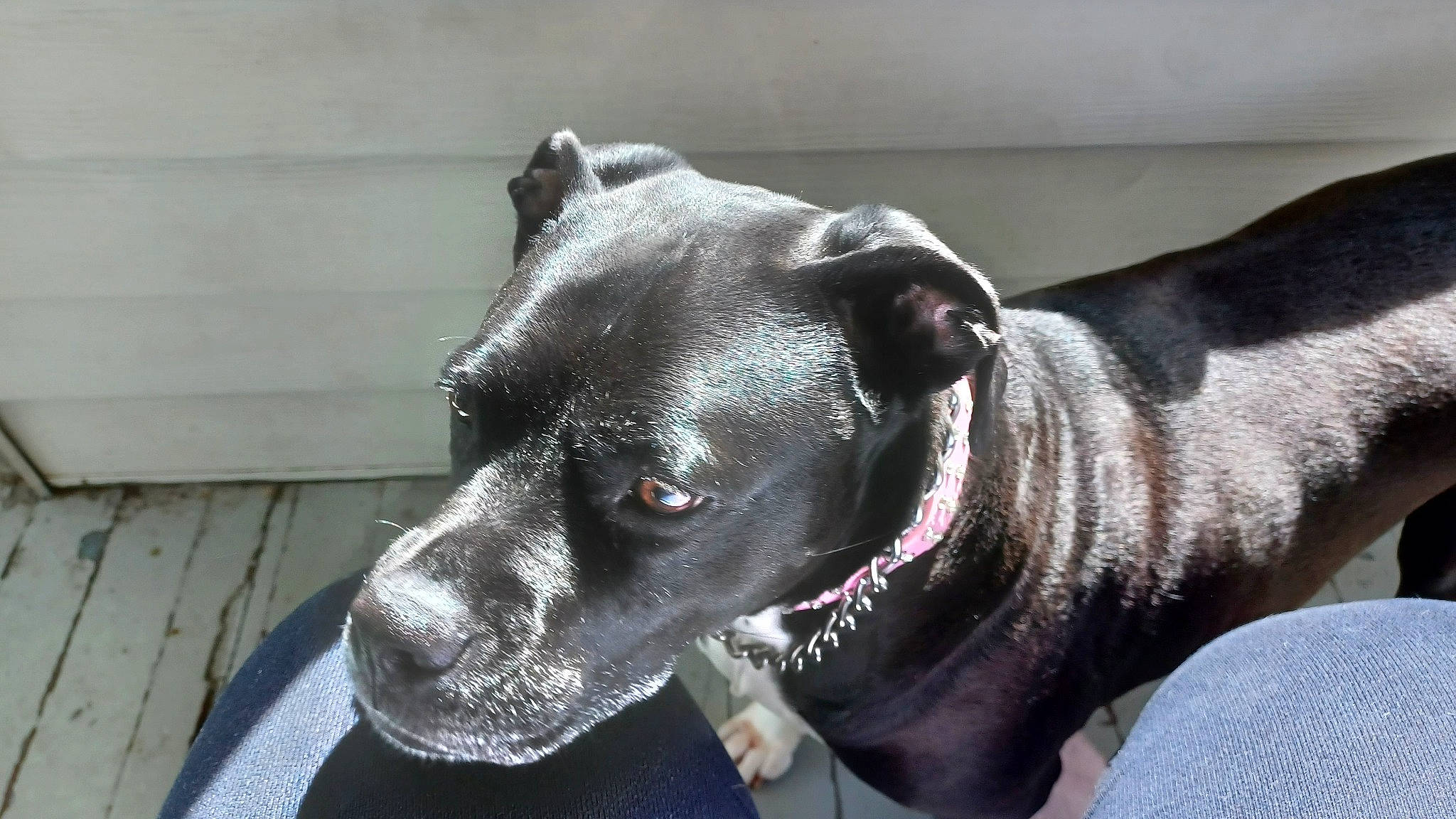 Ghee joined the competition — help win amazing prizes! canidae, carnivore, collar, companion_dog, dog, dog_breed, dog_collar, dog_supply, ear, fashion_accessory, fawn, grey, guard_dog, leash, pet_supply, sculpture, snout, sporting_group, whiskers, working_animal