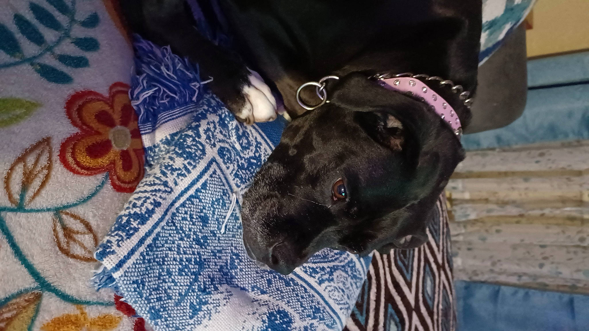 Ghee joined the competition — help win amazing prizes! canidae, carnivore, collar, companion_dog, dog, dog_breed, dog_collar, dog_supply, electric_blue, fawn, fur, guard_dog, linens, liver, pattern, pet_supply, snout, sporting_group, whiskers, working_animal