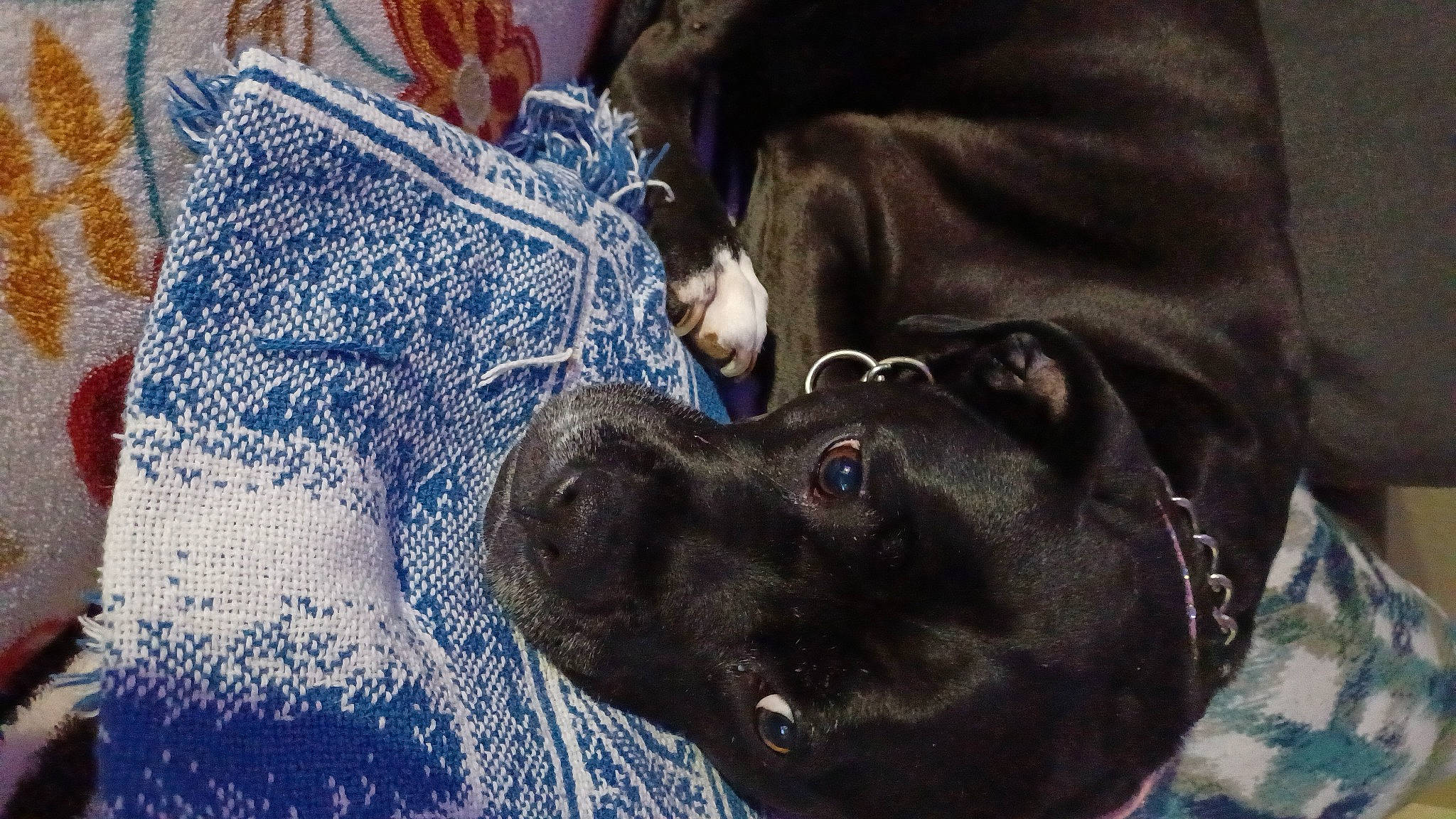 Ghee joined the competition — help win amazing prizes! borador, canidae, carnivore, collar, comfort, companion_dog, dog, dog_breed, dog_collar, electric_blue, fur, guard_dog, liver, pattern, sleeve, snout, sporting_group, whiskers, working_animal, woven_fabric