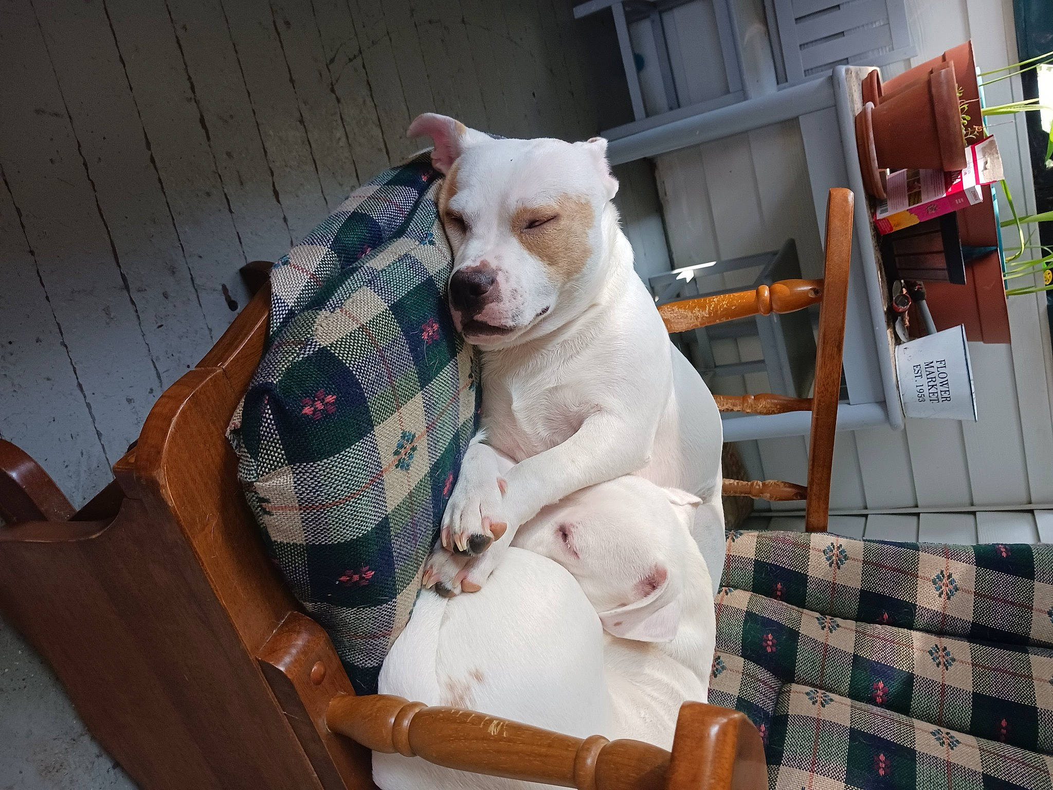 Cooper joined the competition — help win amazing prizes! canidae, carnivore, collar, comfort, companion_dog, couch, dog, dog_breed, fawn, felidae, fur, pet_supply, small_to_medium_sized_cats, snout, sporting_group, tail, textile, whiskers, wood, working_animal