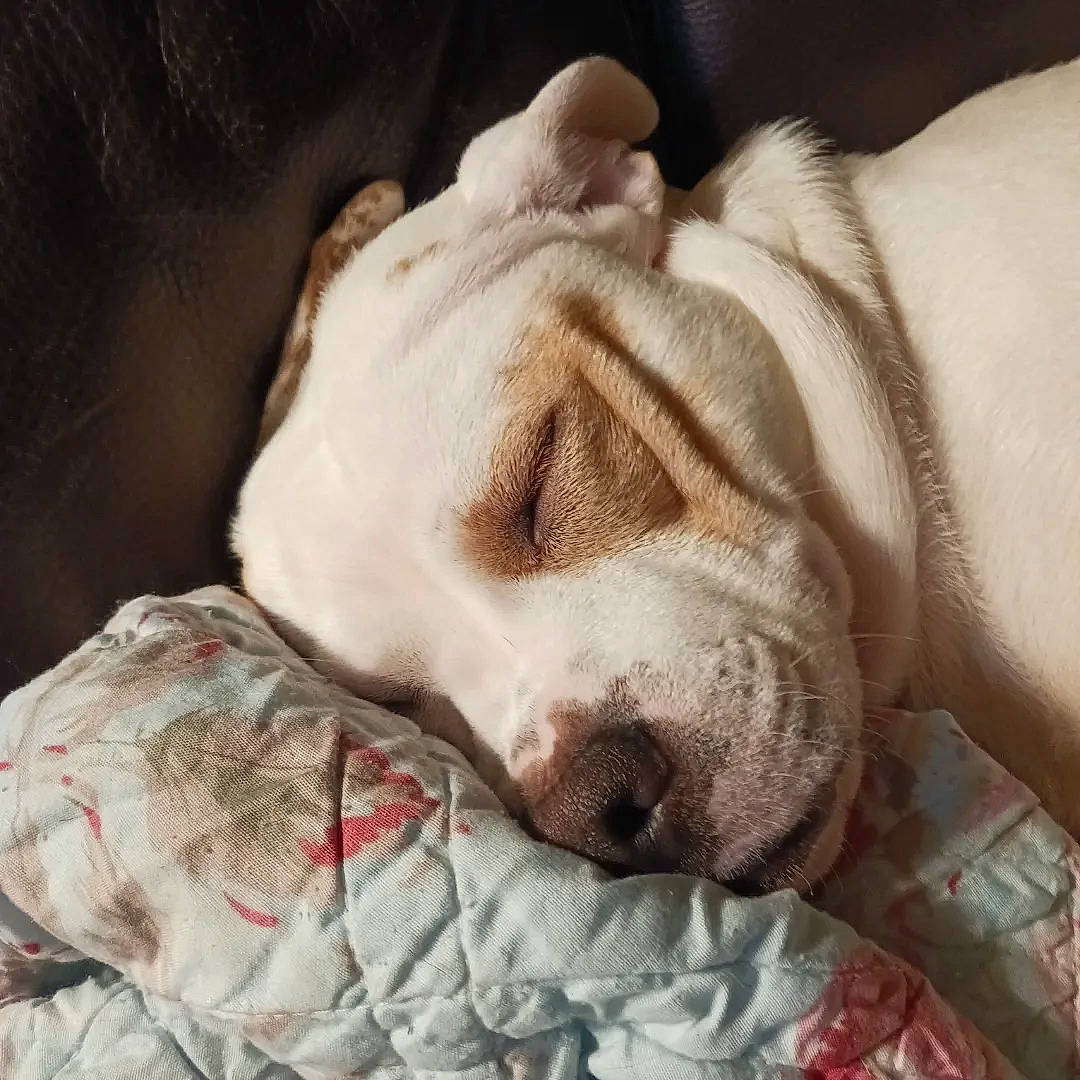 Cooper joined the competition — help win amazing prizes! bedtime, bored, canidae, carnivore, comfort, companion_dog, dog, dog_breed, fawn, fur, guard_dog, linens, nap, paw, snout, sporting_group, terrestrial_animal, whiskers, working_animal, wrinkle