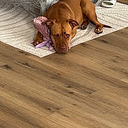 Arya participe au concours pour gagner de l'argent avec cette photo : animal, brown_dog, cozy, dog, domestic, flooring, furniture, home, indoor, laying_down, pet, plush_toy, puma, quiet, resting, rug, slipper, table, toy, wooden_floor