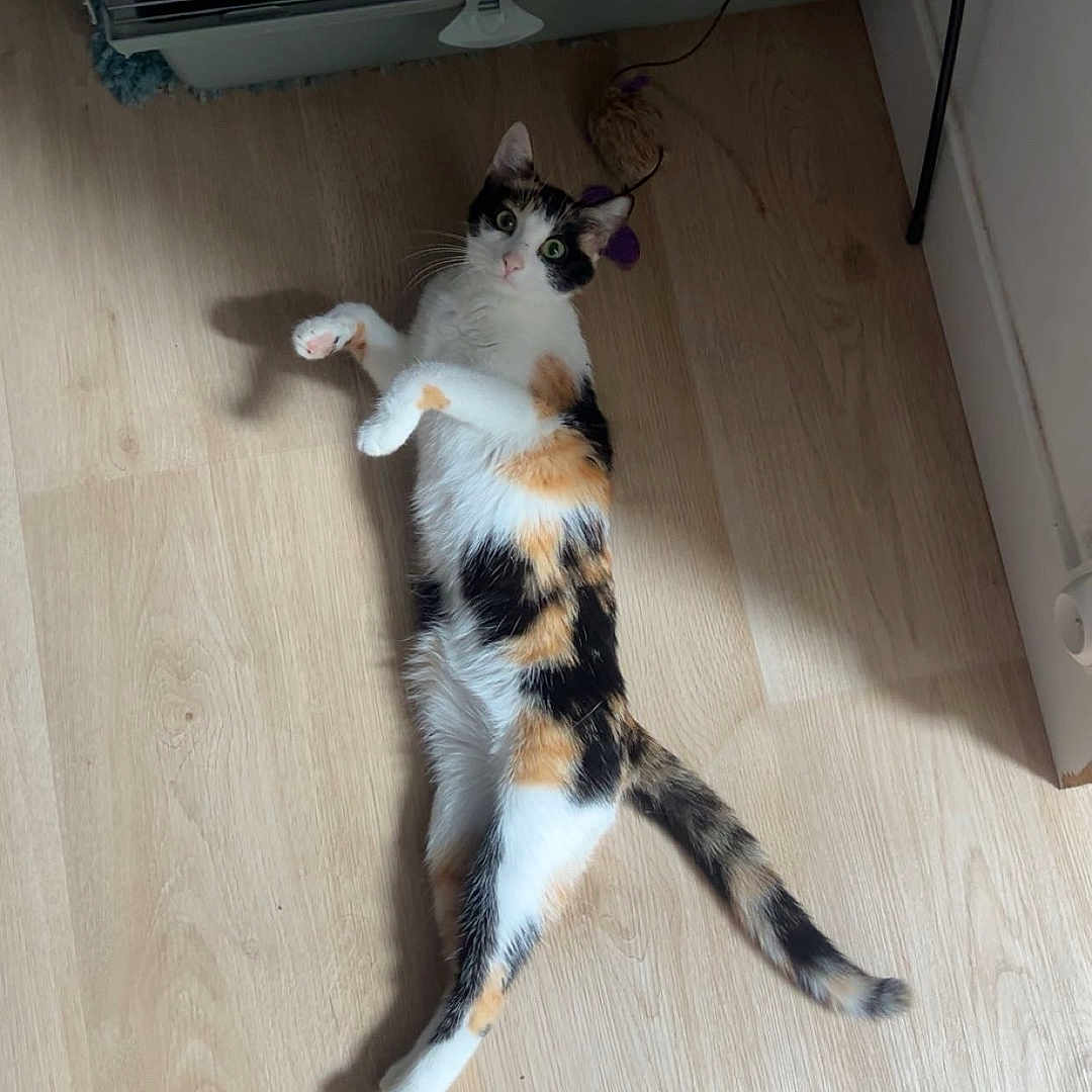 Joy participe au concours pour gagner de l'argent avec cette photo : animal, barefoot, black, cage, calico_cat, cat, curious, floor, foot, home, indoor, lying_down, orange, pet, purple, relaxed, shadow, toy, white, wooden_floor