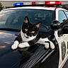 animal, black_and_white, building, cat, cute, daytime, emergency_lights, hood, law_enforcement, outdoor, parked_car, pet, police_car, road, side_mirror, street, sunset_reflection, tree, vehicle, window