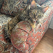 Lucky is registered to the contest to win money with this photo: cat, tabby_cat, pet, animal, feline, striped_fur, green_eyes, whiskers, ears, paws, tail, lounging, relaxed, alert, portrait, armchair, upholstery, patterned_fabric, indoor, hardwood_floor