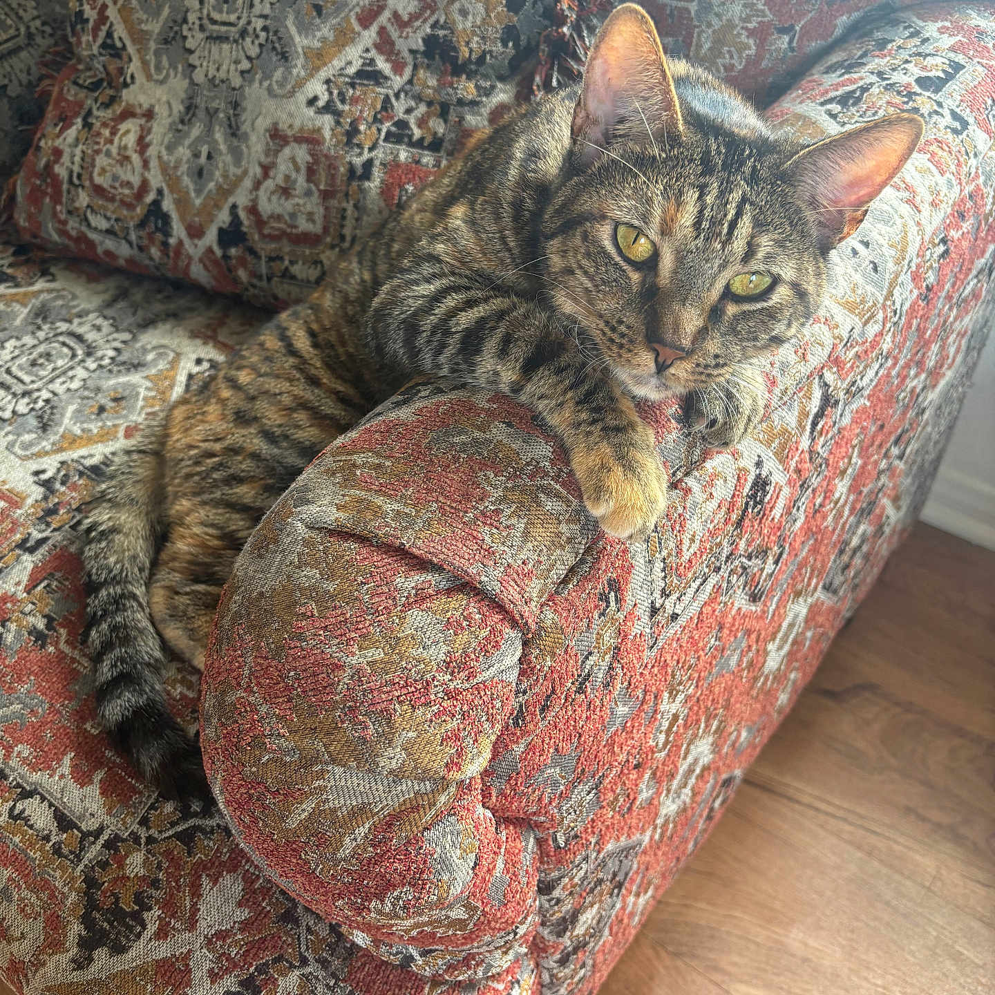 Lucky is registered to the contest to win money with this photo: cat, tabby_cat, pet, animal, feline, striped_fur, green_eyes, whiskers, ears, paws, tail, lounging, relaxed, alert, portrait, armchair, upholstery, patterned_fabric, indoor, hardwood_floor