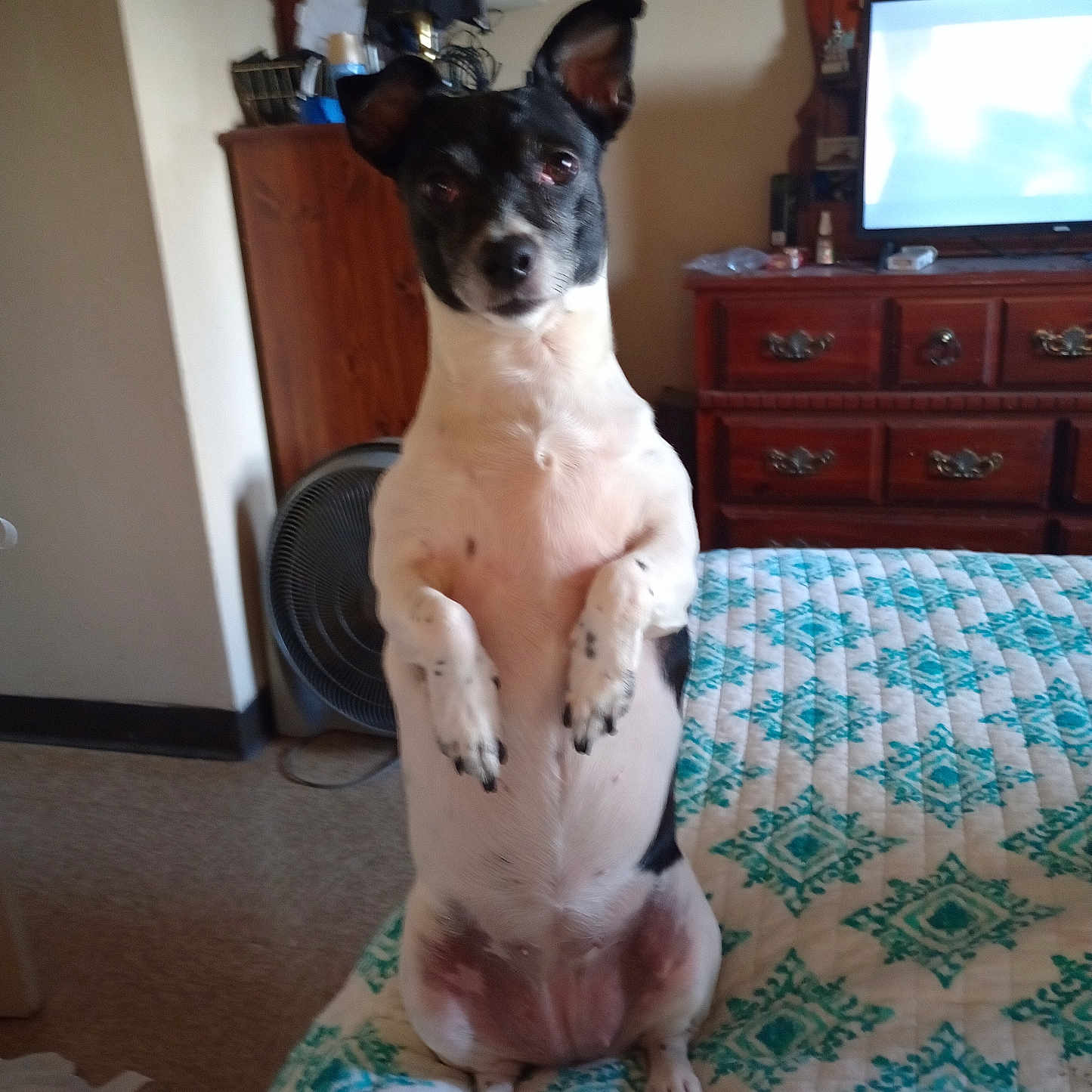 Angel joined the competition — help win amazing prizes! animal, bed, black_and_white, carpet, cute, dog, domestic, ears_up, fan, front_paws_up, furniture, indoor, living_room, looking_at_camera, pet, quilt, sitting, small_dog, television, wooden_cabinet