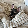 Blue a rejoint le concours — aidez-le/la à gagner de superbes lots ! french_bulldog, puppy, dog, blue_eye, brown_eye, blanket, white_blanket, cozy, soft_texture, couch, indoor, pet, animal, wrapping, curious, ears_up, snout, fur, comfort, relaxing