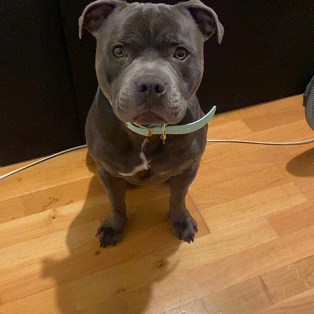 Taïco a rejoint le concours — aidez-le/la à gagner de superbes lots ! accessories, animal, architecture, boxer, bulldog, canine, couch, dog, frenchbulldog, furniture, hardwood, indoors, interiordesign, pet, pitbull, plywood, puppy, snout, strap, wood