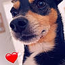 Chanel participe au concours pour gagner de l'argent avec cette photo : adorable, animal, black_and_tan, close_up, cute, dog, ears, eyes, face, fur, heart_emoji, home, indoor, muzzle, nose, pet, photography, portrait, puppy, whiskers