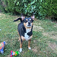 Chanel participe au concours pour gagner de l'argent avec cette photo : animal, backyard, black_and_tan, brown_markings, bushes, colorful_toy, dog, garden, grass, greenery, nature, outdoor, pet, portrait, small_dog, standing, tail, toy, upright_ears, white_chest
