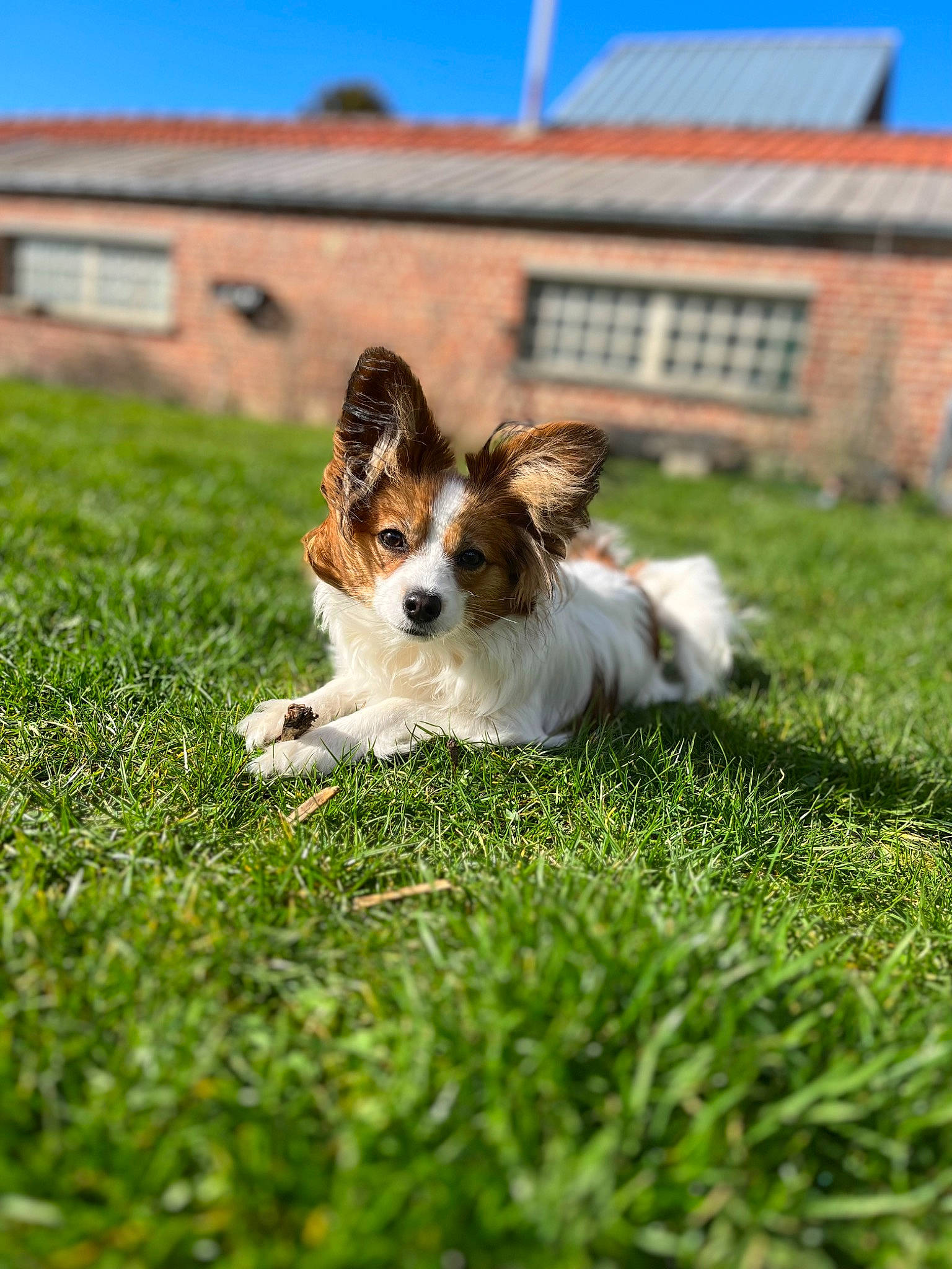 Tyna a rejoint le concours — aidez-le/la à gagner de superbes lots ! building, carnivore, companion_dog, dog, dog_breed, grass, grassland, house, plant, sky, small_terrier, sporting_group, tail, terrestrial_animal, terrier, toy, toy_dog, whiskers, window