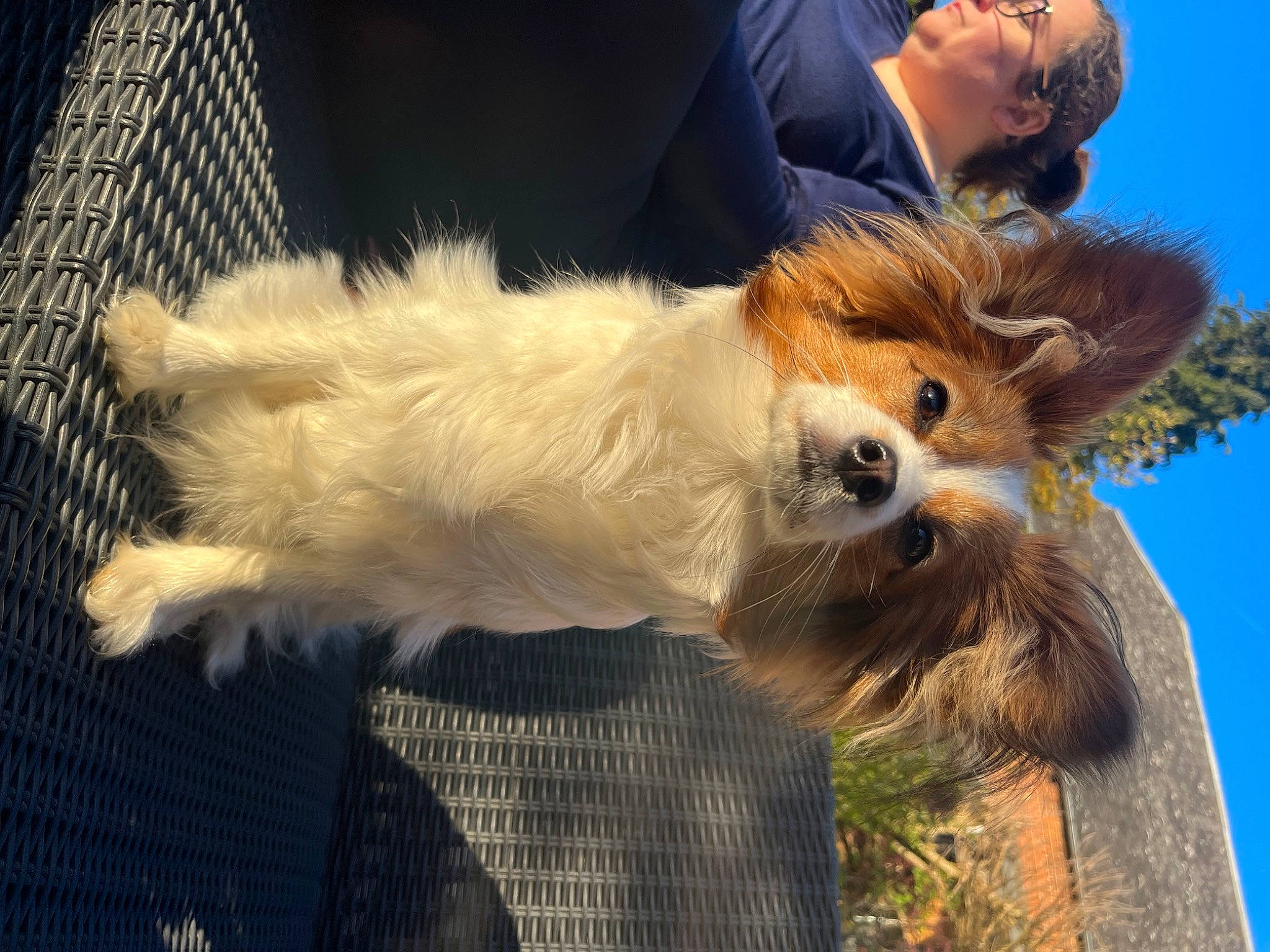 Tyna a rejoint le concours — aidez-le/la à gagner de superbes lots ! canidae, carnivore, claw, companion_dog, dog, dog_breed, fawn, fur, german_spitz, german_spitz_mittel, pomeranian, sky, snout, spitz, sporting_group, tail, terrestrial_animal, toy_dog, tree, whiskers