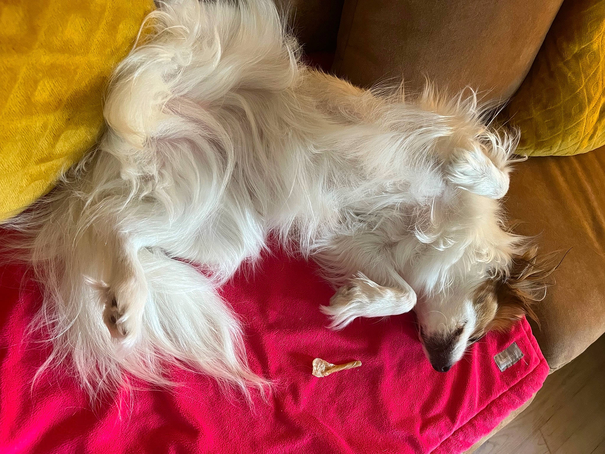 Tyna a rejoint le concours — aidez-le/la à gagner de superbes lots ! carnivore, christmas, comfort, companion_dog, dog, dog_breed, dog_supply, event, fashion_accessory, fawn, felidae, fur, non_sporting_group, paw, small_terrier, sporting_group, tail, terrier, toy_dog, whiskers