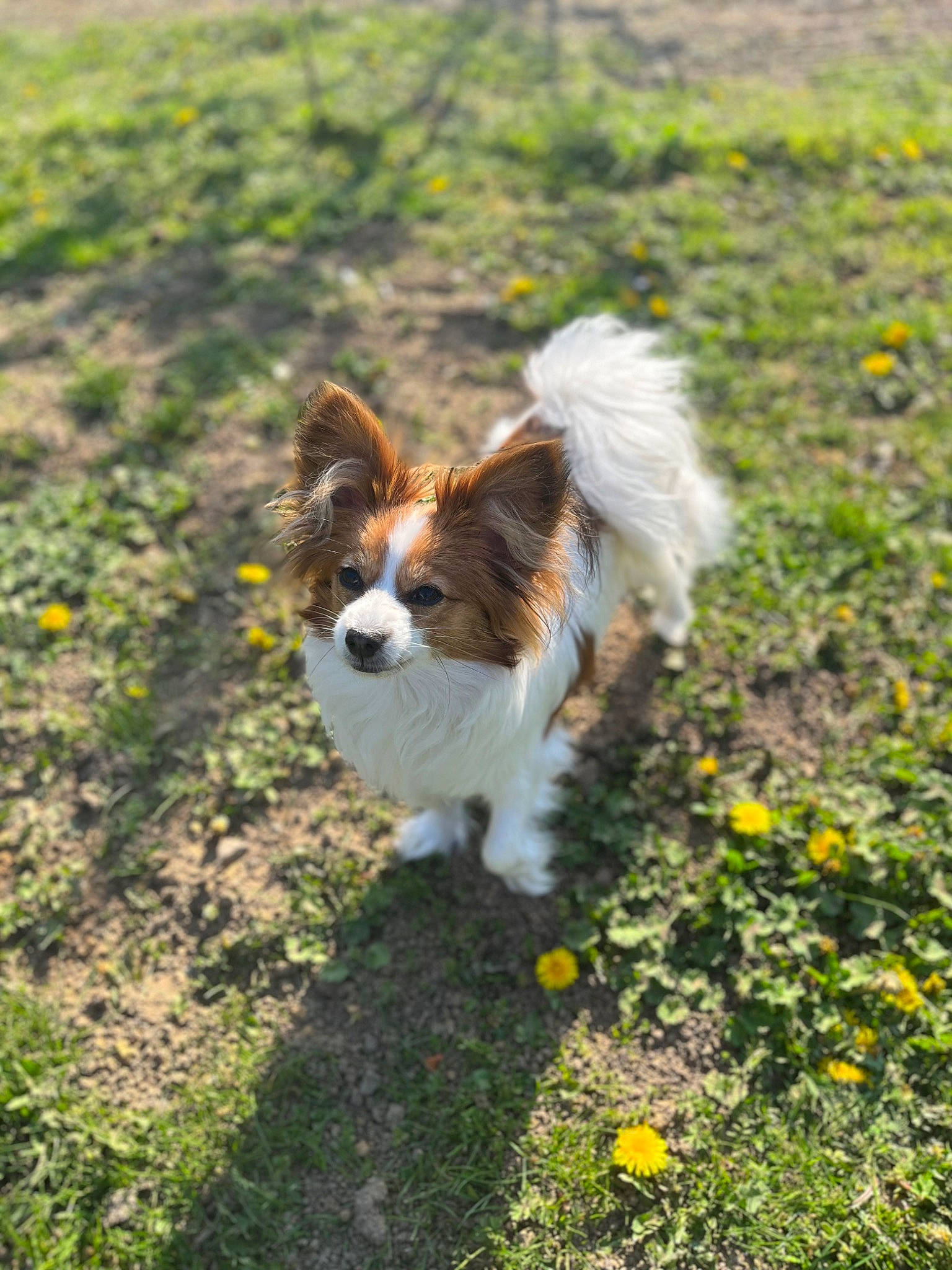 Tyna a rejoint le concours — aidez-le/la à gagner de superbes lots ! canidae, carnivore, companion_dog, dog, dog_breed, fawn, flower, fur, grass, grassland, herding_dog, liver, papillon, plant, sporting_group, tail, terrestrial_animal, terrier, toy_dog, whiskers