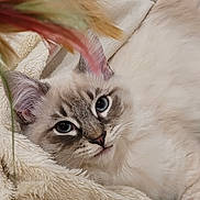 Artémis a rejoint le concours — aidez-le/la à gagner de superbes lots ! cat, blue_eyes, fluffy, fur, blanket, soft, relaxed, cozy, indoor, pet, closeup, whiskers, ears, face, feline, resting, curious, feathers, colorful, cute