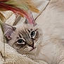 cat, blue_eyes, fluffy, fur, blanket, soft, relaxed, cozy, indoor, pet, closeup, whiskers, ears, face, feline, resting, curious, feathers, colorful, cute