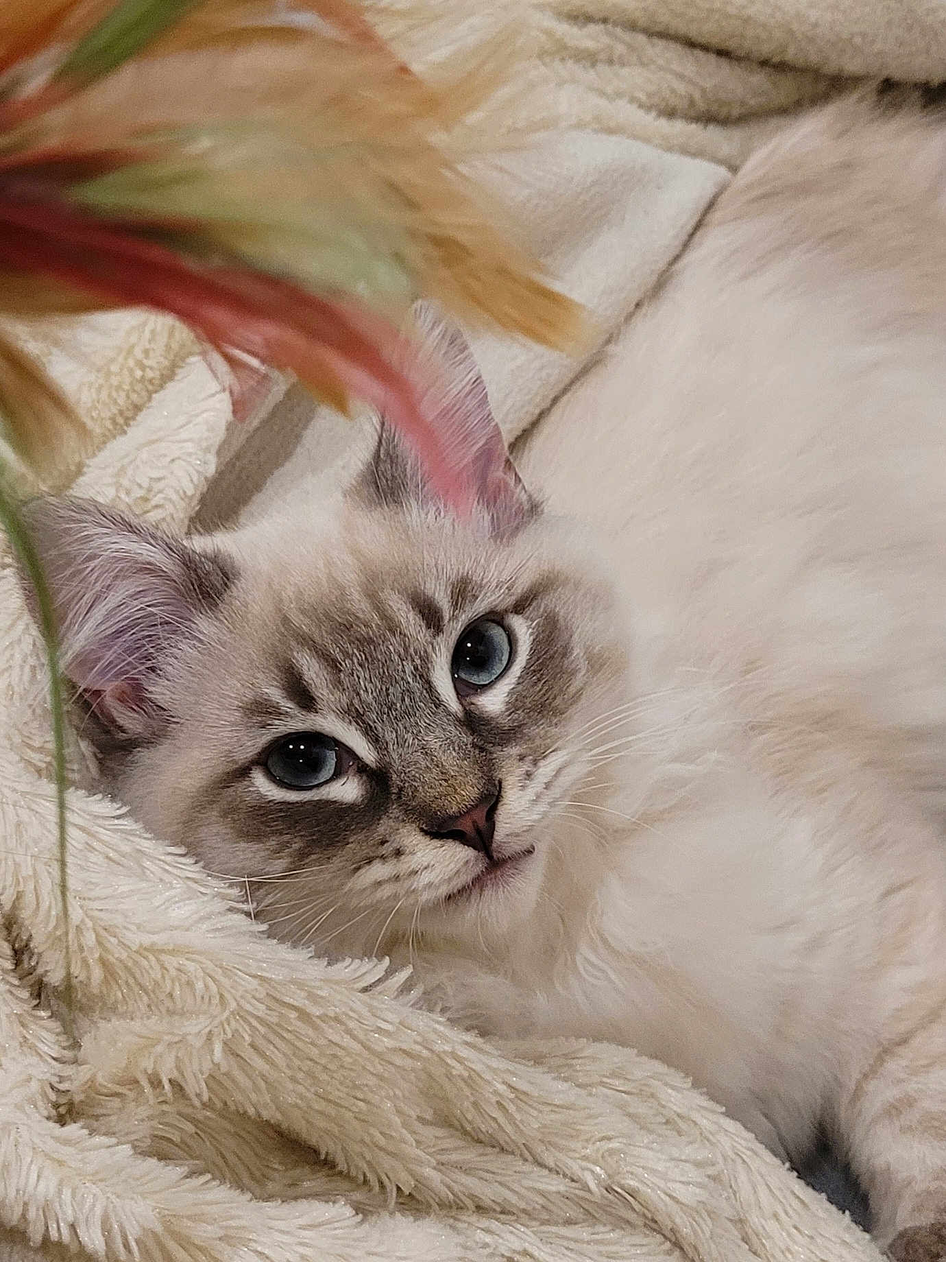 Artémis a rejoint le concours — aidez-le/la à gagner de superbes lots ! cat, blue_eyes, fluffy, fur, blanket, soft, relaxed, cozy, indoor, pet, closeup, whiskers, ears, face, feline, resting, curious, feathers, colorful, cute
