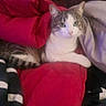 Coco participe au concours pour gagner de l'argent avec cette photo : cat, blanket, striped, tabby, white, relaxed, indoor, cozy, feline, resting, soft, pile, comfort, animal, pet, fur, cute, looking, lying, warm