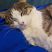 Coco participe au concours pour gagner de l'argent avec cette photo : cat, sleeping, closeup, fur, whiskers, pink_nose, blue_blanket, relaxation, domestic_cat, cute, pet, feline, cozy, resting, indoor, animal, soft_texture, peaceful, tabby, white_fur