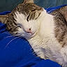 cat, sleeping, closeup, fur, whiskers, pink_nose, blue_blanket, relaxation, domestic_cat, cute, pet, feline, cozy, resting, indoor, animal, soft_texture, peaceful, tabby, white_fur