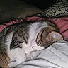 Coco participe au concours pour gagner de l'argent avec cette photo : animal, bed, blanket, brown, cat, comfort, cozy, cute, domestic_animal, fur, indoor, mammal, pet, quiet, relaxation, resting, sleeping, soft, striped, white