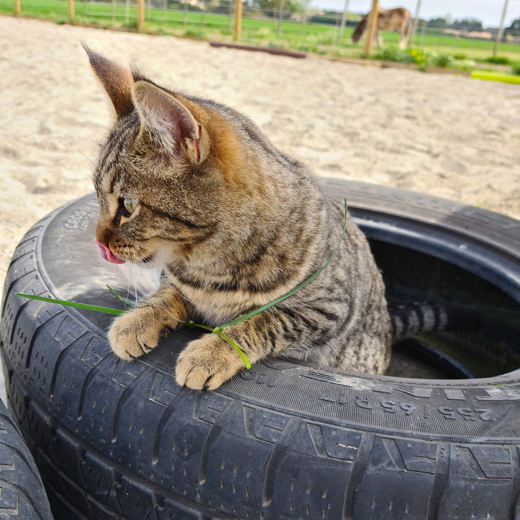 Savannah a rejoint le concours — aidez-le/la à gagner de superbes lots ! asphalt, automotive_tire, automotive_wheel_system, carnivore, cat, felidae, grass, motor_vehicle, plant, rim, road_surface, small_to_medium_sized_cats, snout, synthetic_rubber, tire, tire_care, tread, tree, wheel, whiskers