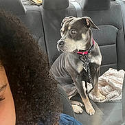 Violet is registered to the contest to win money with this photo: dog, car_interior, seat, collar, leash, person, curly_hair, window, blanket, backseat, pet, animal, looking_away, resting, indoor, side_view, black_seat, casual, travel, leisure