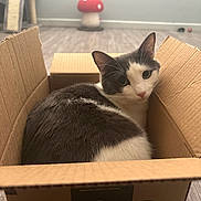 Lavender is registered to the contest to win money with this photo: animal, background, cardboard_box, cat, cat_tree, cozy, curious, cute, domestic_animal, feline, floor, flooring, gray_and_white, home, indoor, looking_up, mushroom_decor, pet, relaxed, whiskers