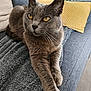 cat, gray_cat, feline, pet, indoor, couch, blanket, pillow, yellow_pillow, furniture, relaxed, resting, whiskers, ears, eyes, fur, living_room, cozy, home, domestic_cat