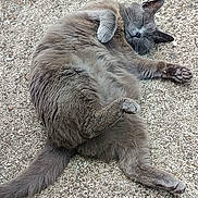 Chipie-Jolie a rejoint le concours — aidez-le/la à gagner de superbes lots ! cat, gray_cat, animal, pet, sleeping, relaxed, outdoor, concrete, fur, whiskers, paw, tail, cute, cozy, resting, mammal, fluffy, peaceful, nature, domestic_cat
