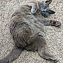 cat, gray_cat, animal, pet, sleeping, relaxed, outdoor, concrete, fur, whiskers, paw, tail, cute, cozy, resting, mammal, fluffy, peaceful, nature, domestic_cat