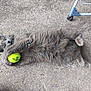cat, gray_cat, tennis_ball, playing, outdoor, concrete, paw, fur, pet, animal, lying_down, relaxed, green_eyes, claws, tail, jeans, metal_chair, texture, casual, fun