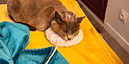 Chipie-Jolie a rejoint le concours — aidez-le/la à gagner de superbes lots ! cat, sleeping, yarn, blanket, yellow, teal, indoor, furniture, floor, guitar, cozy, resting, pet, animal, fur, domestic, relaxing, soft, warm, quiet
