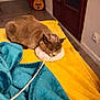 cat, sleeping, yarn, blanket, yellow, teal, indoor, furniture, floor, guitar, cozy, resting, pet, animal, fur, domestic, relaxing, soft, warm, quiet