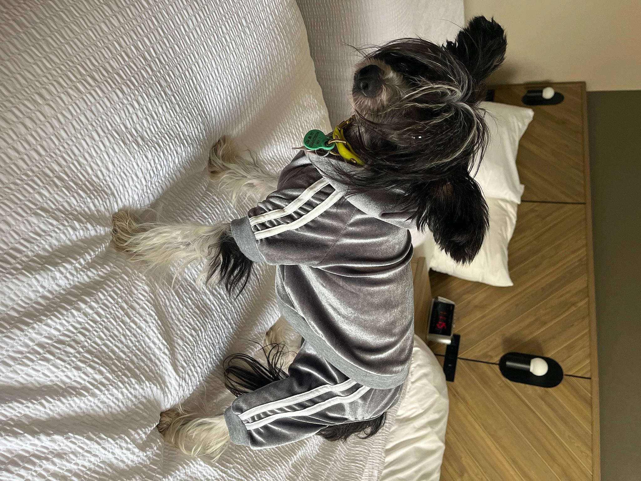 Axel a rejoint le concours — aidez-le/la à gagner de superbes lots ! bag, comfort, denim, elbow, eyewear, flooring, fur, grey, human_leg, linens, luggage_and_bags, pattern, personal_protective_equipment, sitting, sleeve, sportswear, t_shirt, textile, wood, wood_flooring