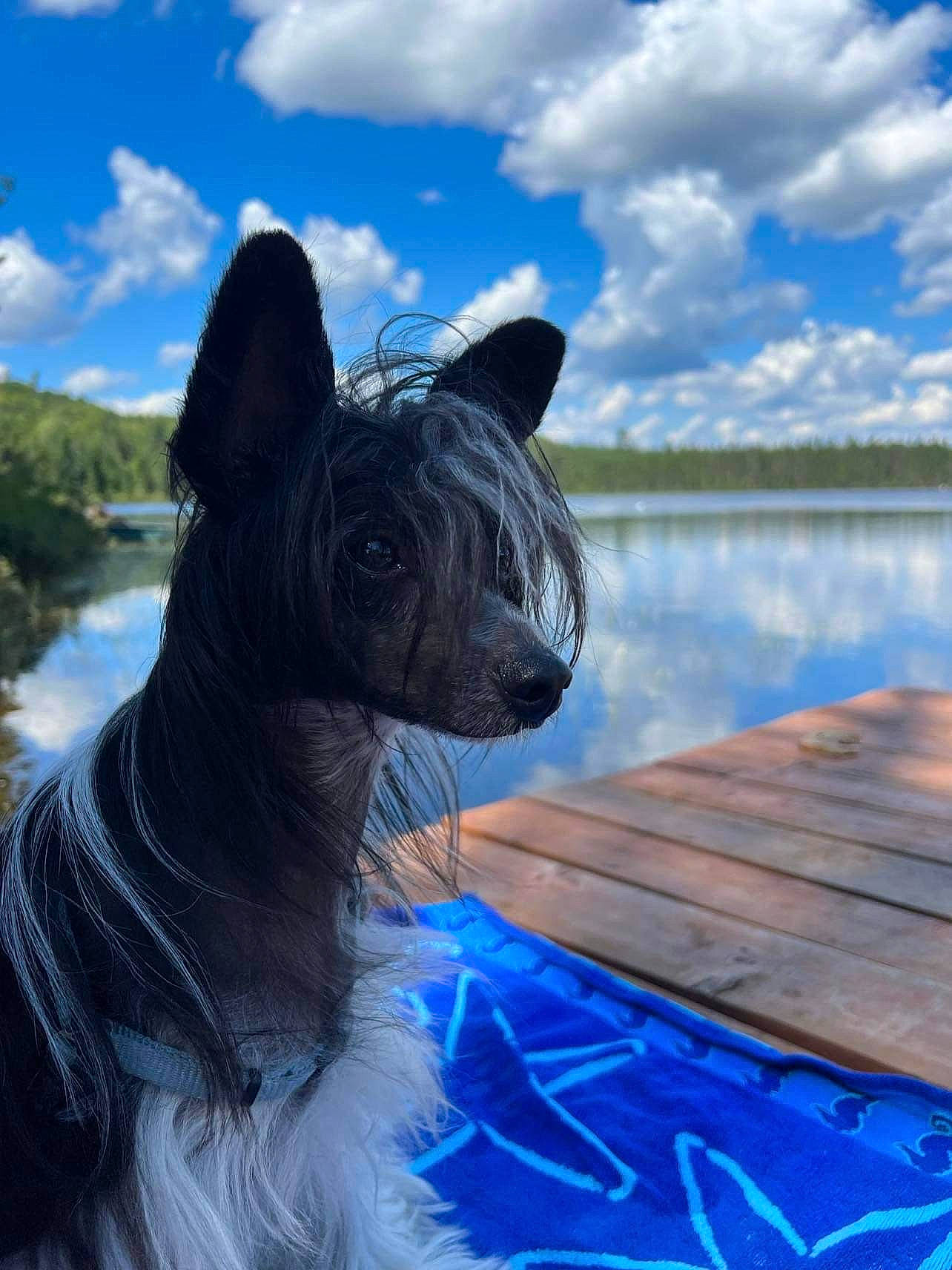 Axel participe au concours pour gagner de l'argent avec cette photo : blue, carnivore, cloud, collar, companion_dog, dog, dog_breed, electric_blue, fawn, grass, lake, pet_supply, sky, snout, sporting_group, terrestrial_animal, tree, water, whiskers, working_animal