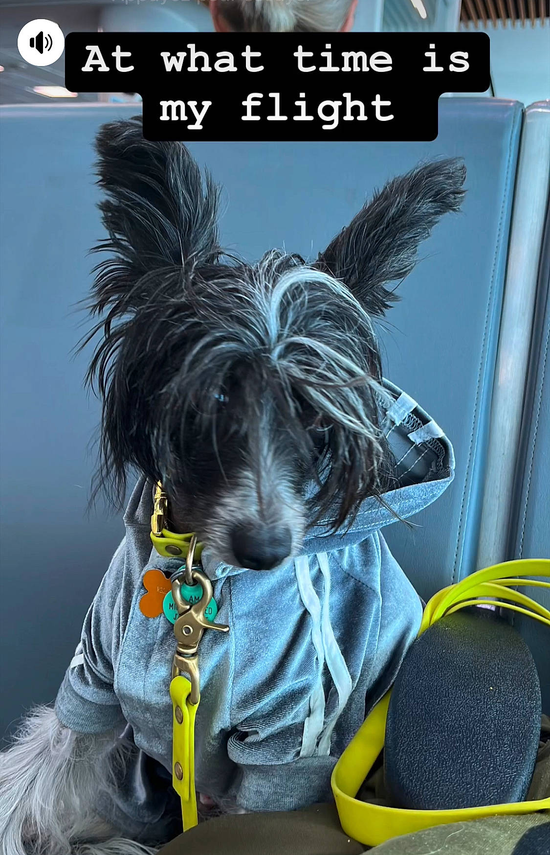 Axel a rejoint le concours — aidez-le/la à gagner de superbes lots ! advertising, audio_equipment, bag, companion_dog, dog, dog_breed, electric_blue, electronic_device, fashion_accessory, fictional_character, font, fur, gadget, logo, personal_protective_equipment, photo_caption, product, sportswear, technology, toy_dog